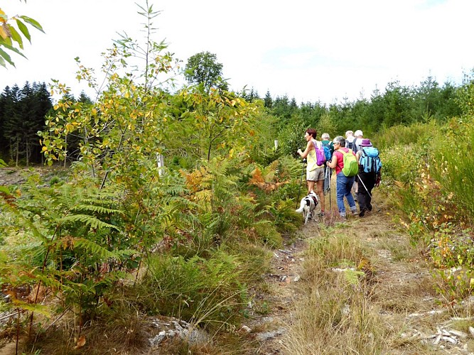 Chemin de randonnée
