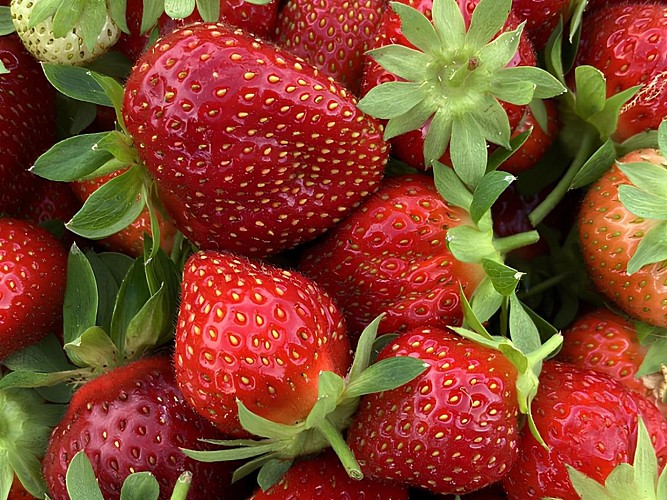 Fraises des jardins de Chelivette