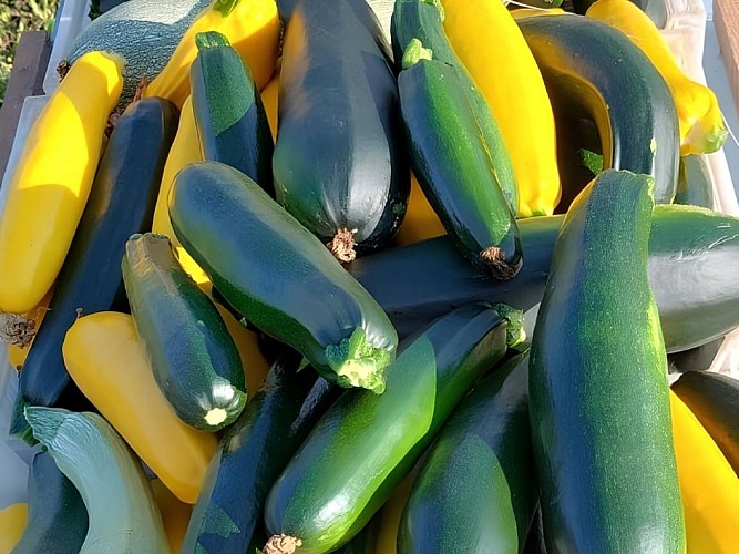 Courgettes des jardins de Chelivette