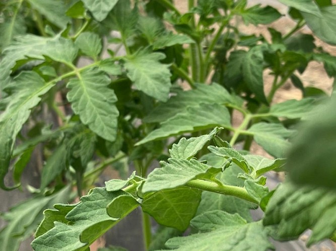 Plants de tomate des jardins de Chelivette
