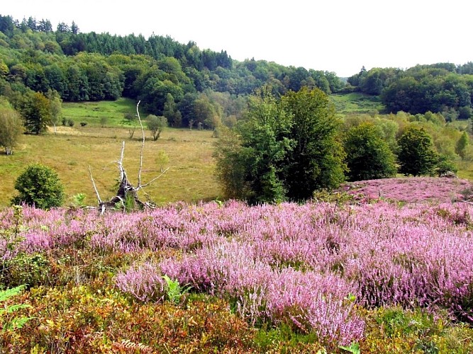 Aire pique-nique Saint-Léger tourbière (1)