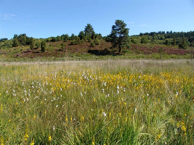 Tourbière des Dauges