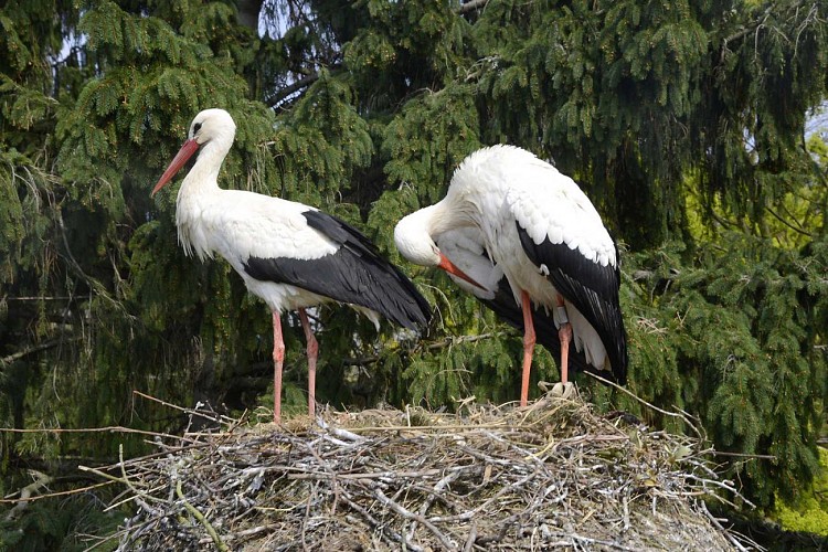 Cigoland - Storchen- und Freizeitpark