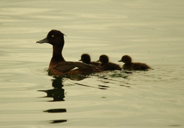 Réserve Ornithologique de la Grande Noé