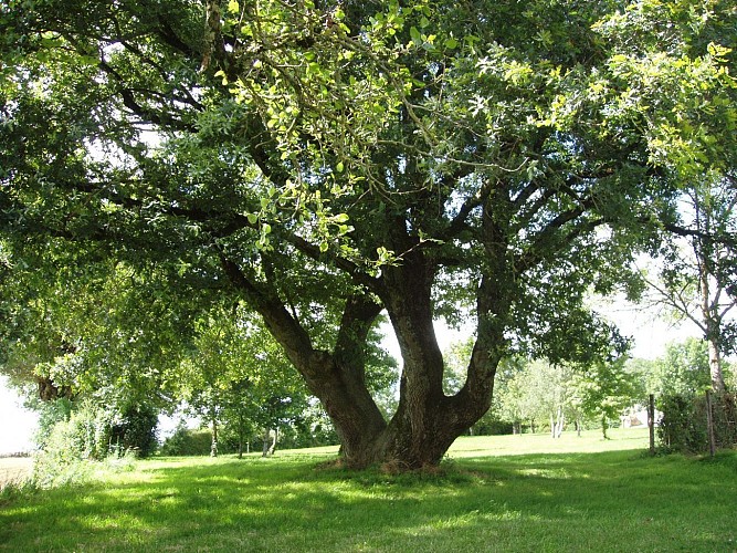 Arbre remarquable Tayrac