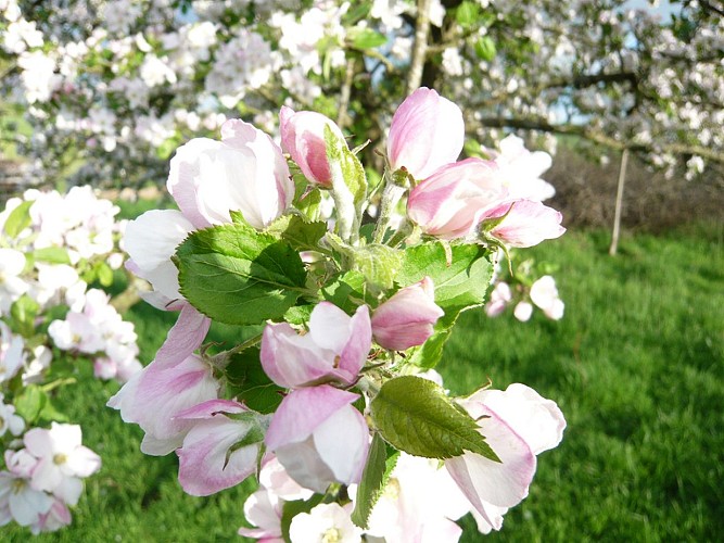 La Pelcoterie à La Noe Poulain (5)
