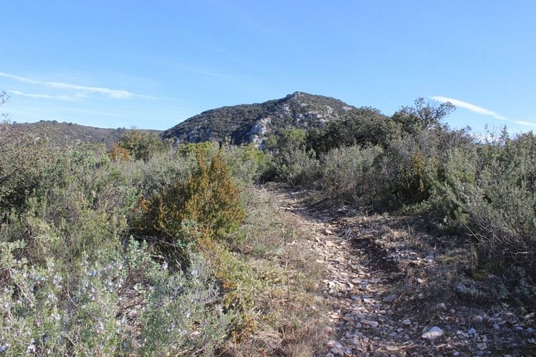 Garrigue du collet de Recaute - Sautadou