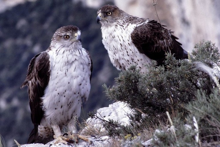 Couple d'Aigle de Bonelli