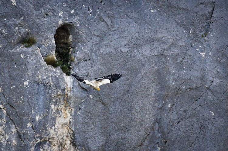 Envol d'un Vautour percnoptère