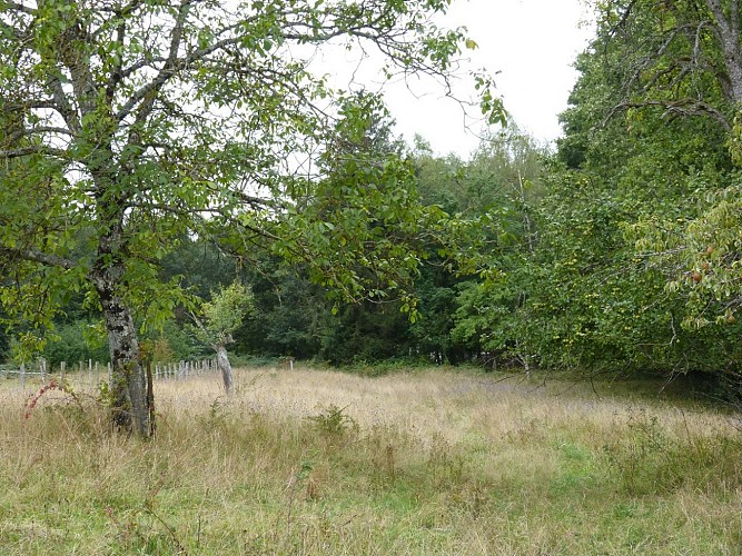 Parc d'1 demi hectare, vue sur les champs et la forêt