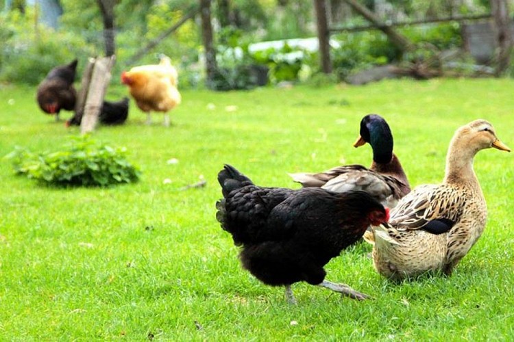 ferme de la cote_les damps_poules