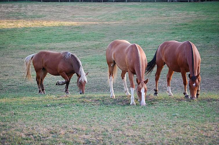 Camping à la ferme - Elevage de la Gandoue