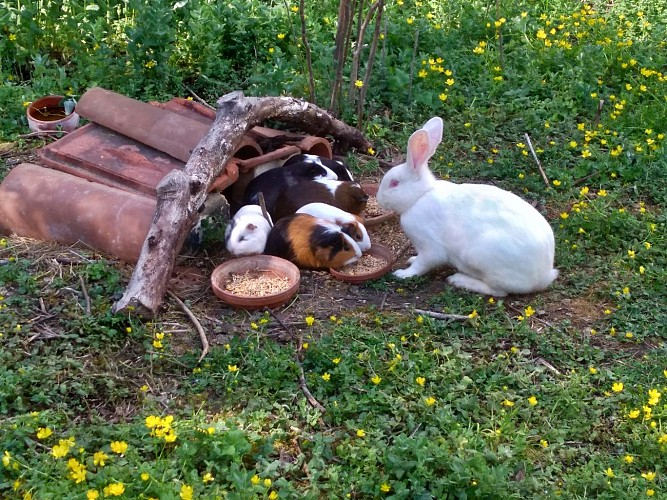 Ferme pédagogique Le Marais de Mira
