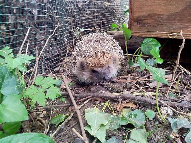 Ferme pédagogique Le Marais de Mira
