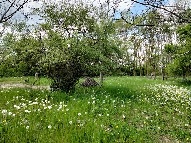 Arboretum à Duppigheim