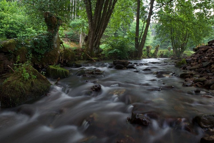 La rivière Hasel qui passe derrière le gîte Jonquille du Jardin du Nideck à Oberhaslach