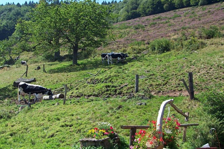 Ferme auberge du Bruckenwald