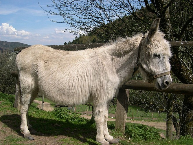Ferme Pédagogique de l'Entzenbach