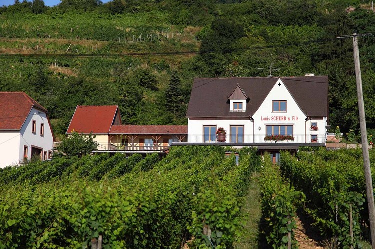 Le chant des vignes - Agnès BURNER