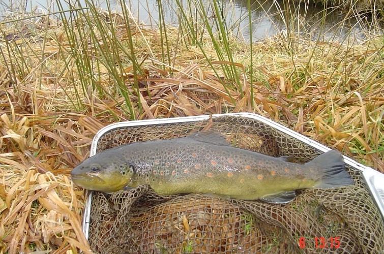 Pêche aux étangs et Doller de Burnhaupt-le-Haut