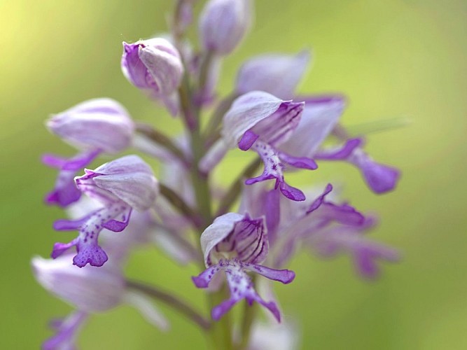 orchis_militaris_S.BachelotCD27_redim