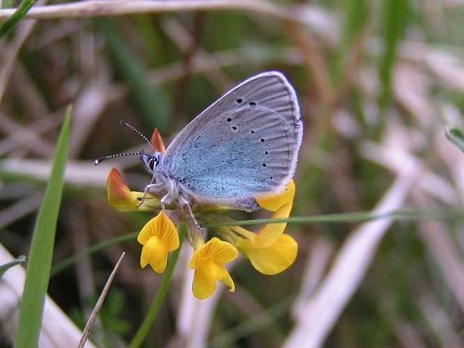 Glaucopsyche_alexis_Cen-NS_redim