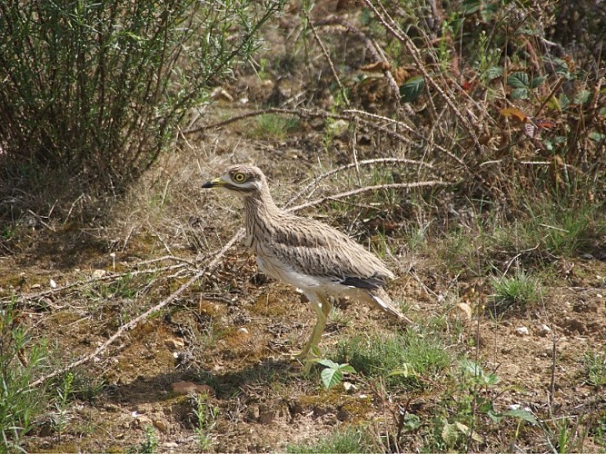 Oedicnème criard © Cen-NS