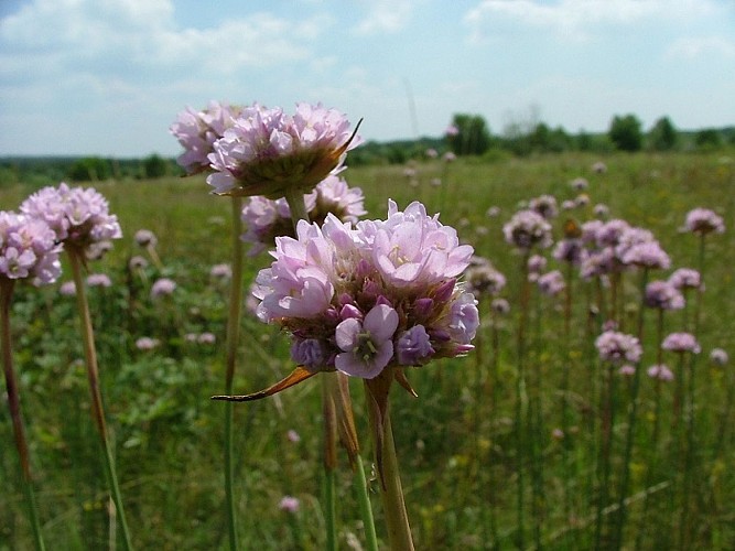 Armeria des Sables © Cen-NS