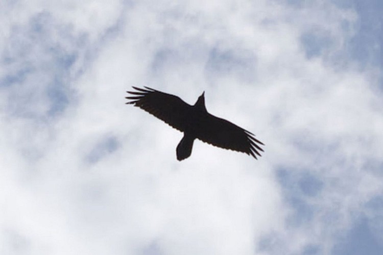 Grand corbeau