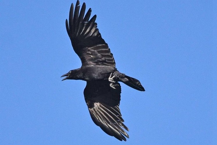 Grand corbeau