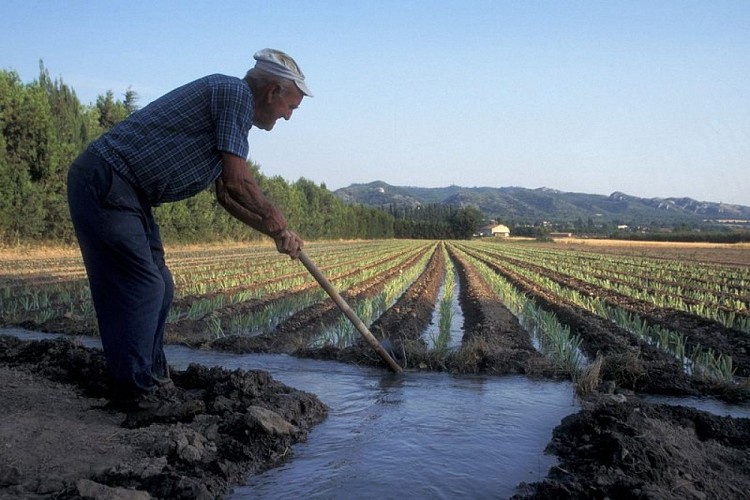 Culture irriguée