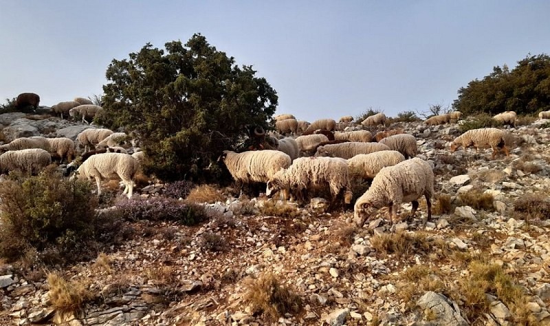 Troupeau de brebis sur les crêtes du Petit Luberon