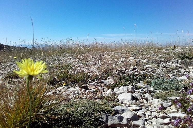 Pelouse sèche sommitale