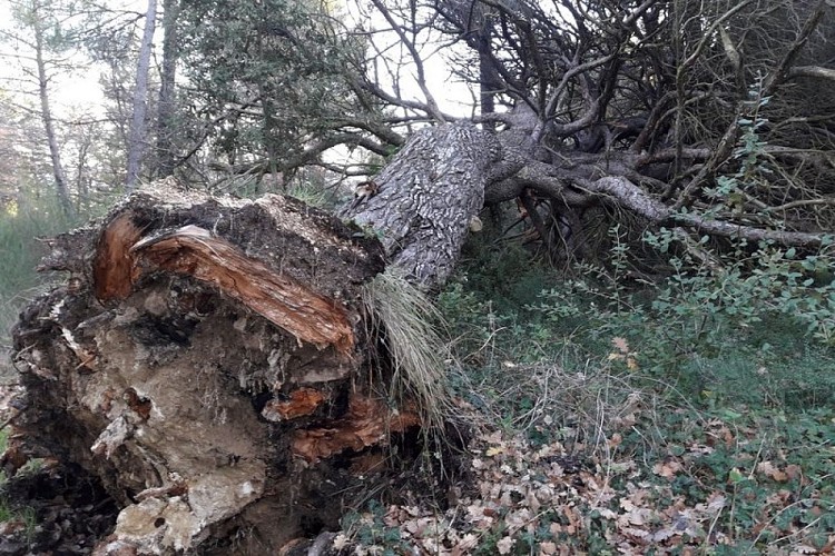 Gros pins couché par le vent