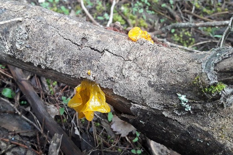 Trémelle mésentérique sur bois mort