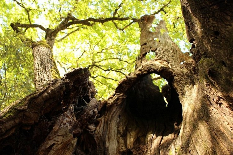 Vieux arbres senescents