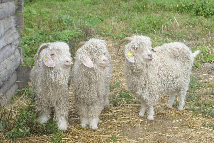 Visites de la ferme de Gog’Âne et Au Fil du Mohair