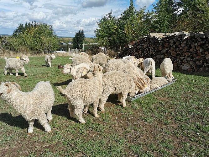 Visites de la ferme de Gog’Âne et Au Fil du Mohair