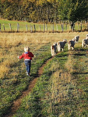 Visites de la ferme de Gog’Âne et Au Fil du Mohair