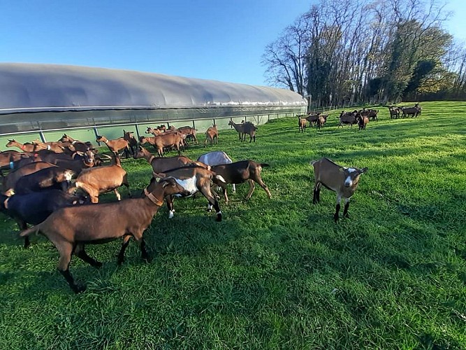 la Chèvre'rit d'Amandine