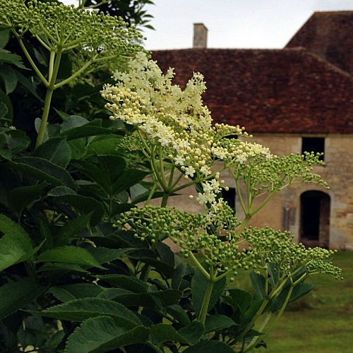 Chartreuse de Basseville