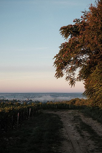 Domaine Régis Minet - Lucia Mineur Billet