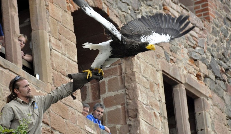 La Volerie des Aigles