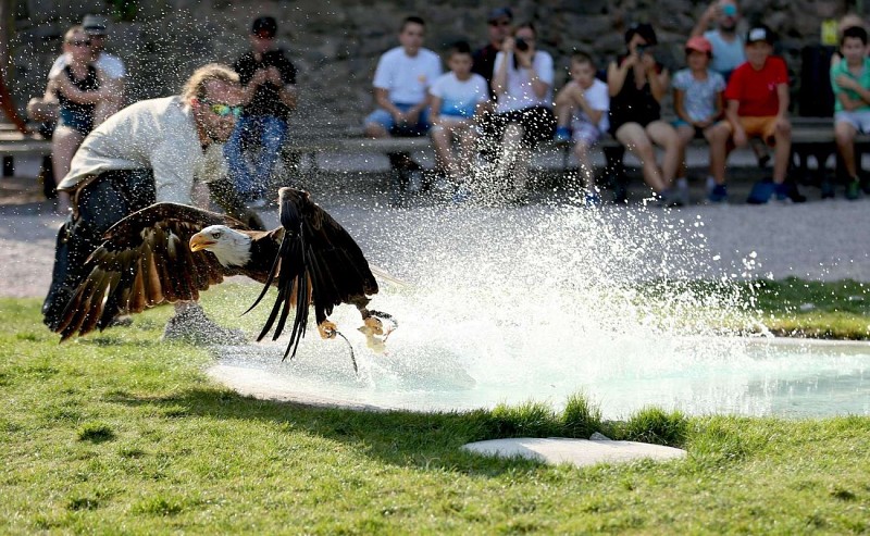 La Volerie des Aigles