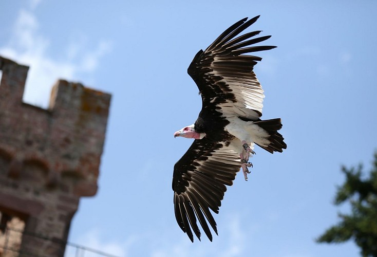 La Volerie des Aigles