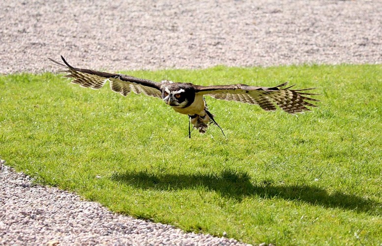 La Volerie des Aigles