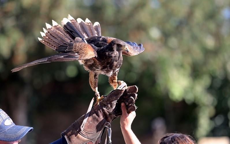 La Volerie des Aigles