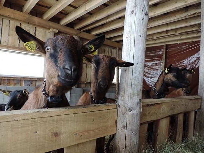 Goat farm Peute Goutte