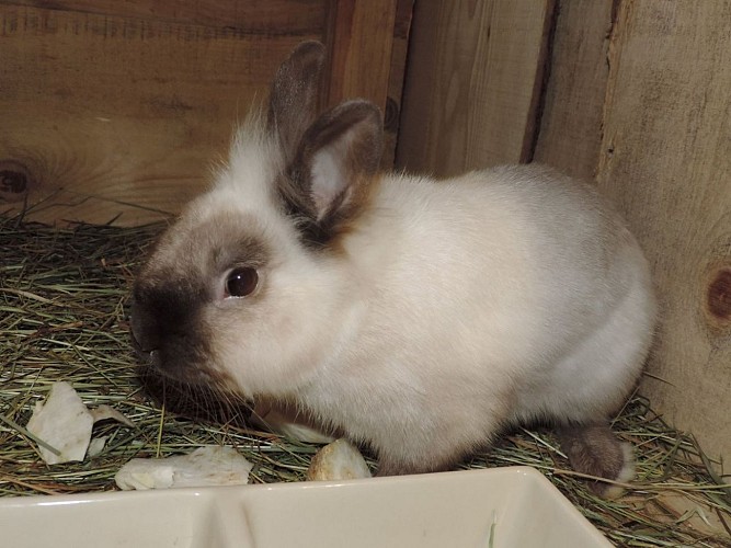 Goat farm Peute Goutte