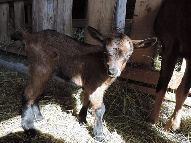 Goat farm Peute Goutte